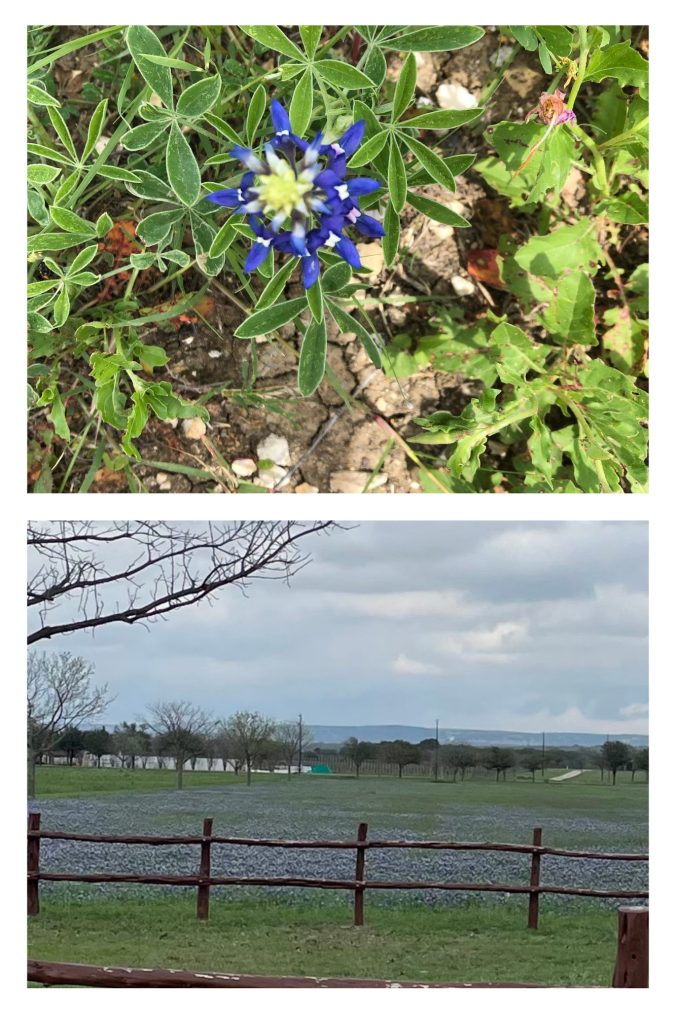 Single bluebonnet picture on top Field of bluebonnets in second picture